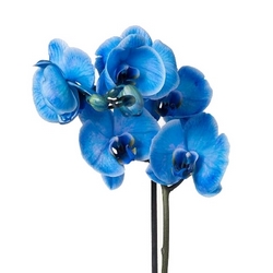 Ulrich Blue Orchid Body Cream 500mL